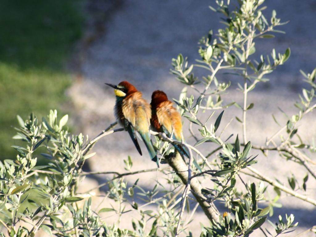 Agriturismo Peretti Fonteblanda Eksteriør billede